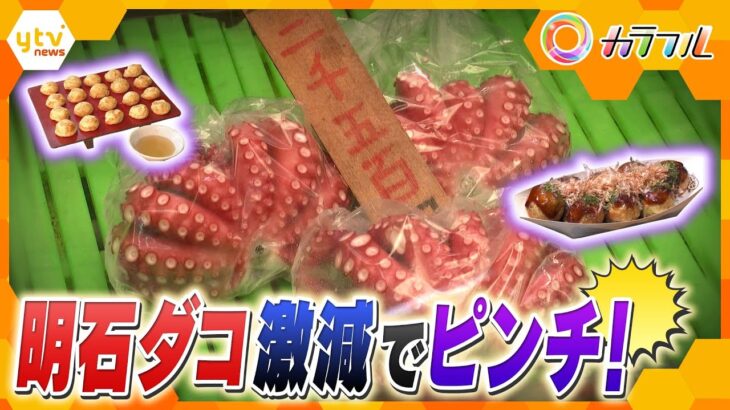 明石ダコが激減でピンチ　回復へのカギは　豊かな海にするための秘策にタコの陸上養殖も
