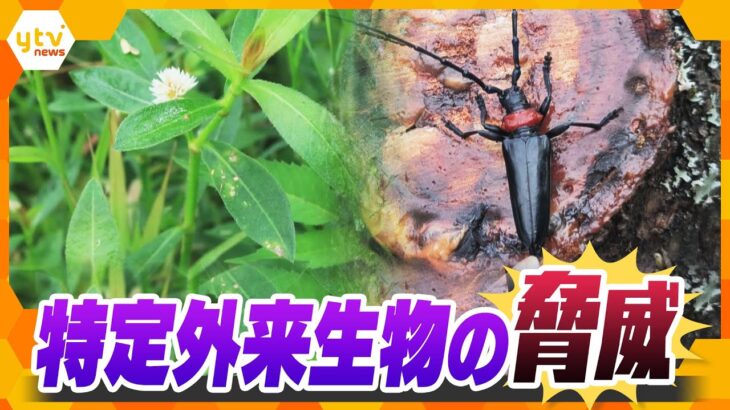 “地球最悪の侵略植物”と“桜を食い荒らす昆虫”　『特定外来生物』の実態と対策とは？【かんさい情報ネット ten.特集】