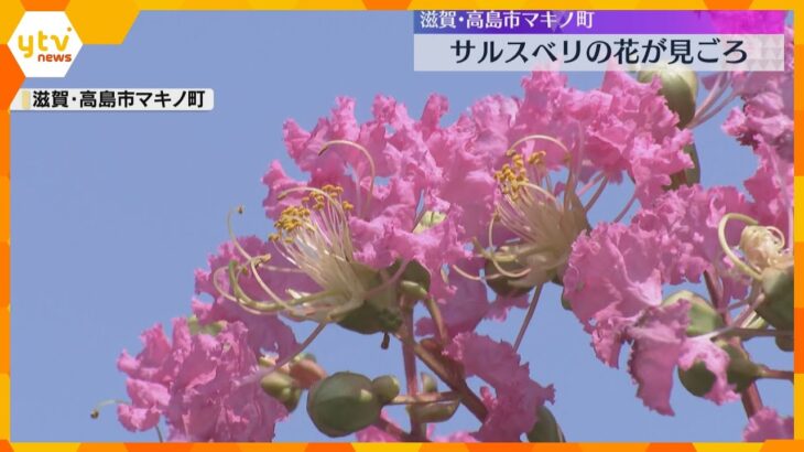 「通るたびに心が落ちつく」鮮やかなピンク色の花　サルスベリの花が見ごろ　滋賀・高島市