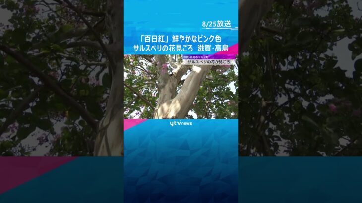 「通るたびに心が落ちつく」鮮やかなピンク色の花　サルスベリの花が見ごろ　滋賀・高島市  #shorts #読売テレビニュース