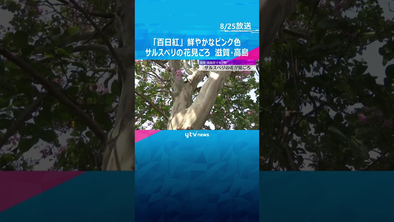 「通るたびに心が落ちつく」鮮やかなピンク色の花　サルスベリの花が見ごろ　滋賀・高島市  #shorts #読売テレビニュース