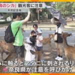 シカへの接し方気をつけて 奈良公園で観光客に啓発活動 発情期でオス気性荒く、暴力ふるう動画も拡散
