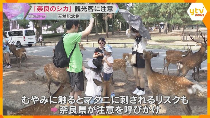 シカへの接し方気をつけて　奈良公園で観光客に啓発活動　発情期でオス気性荒く、暴力ふるう動画も拡散