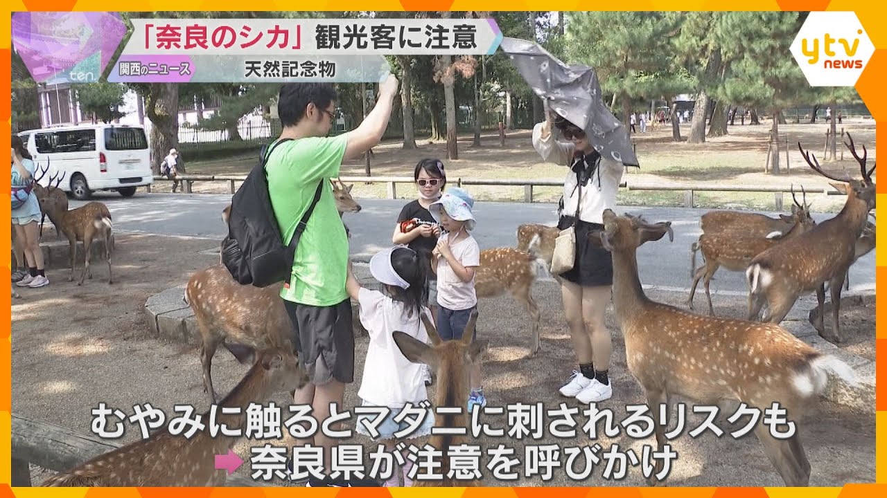 シカへの接し方気をつけて　奈良公園で観光客に啓発活動　発情期でオス気性荒く、暴力ふるう動画も拡散