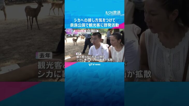 シカへの接し方気をつけて　奈良公園で観光客に啓発活動　発情期でオス気性荒く、暴力ふるう動画も拡散　#shorts #読売テレビニュース