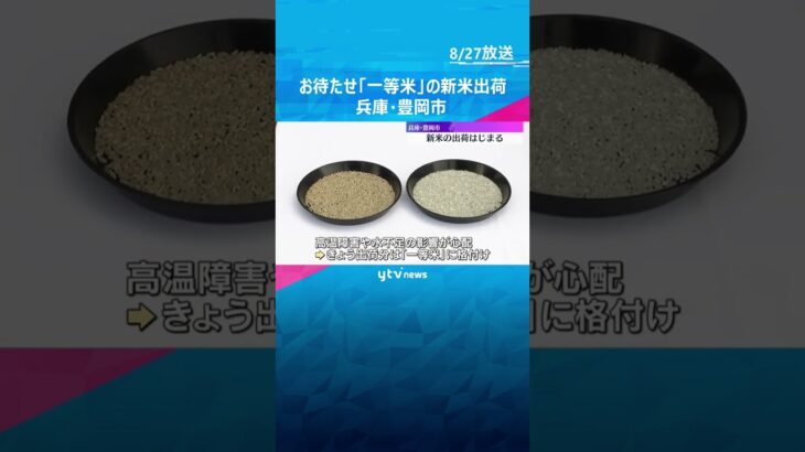 「たくさん食べて」今年収穫の新米『ちほみのり』の出荷始まる　品質は最も良い一等米　兵庫・豊岡市　#shorts #読売テレビニュース