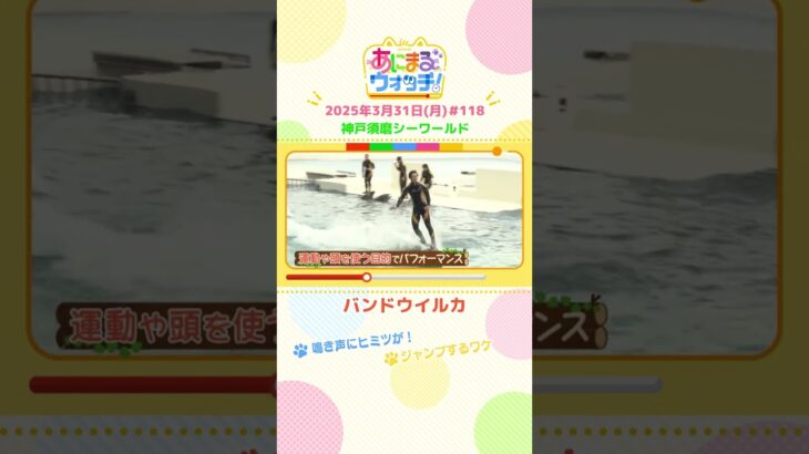 鳴き声にヒミツが！「バンドウイルカ」 兵庫「神戸須磨シーワールド」　#shorts #読売テレビニュース #すまたん #あにまるウォッチ #動物