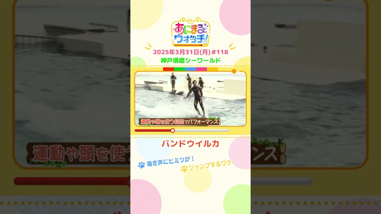 鳴き声にヒミツが！「バンドウイルカ」 兵庫「神戸須磨シーワールド」　#shorts #読売テレビニュース #すまたん #あにまるウォッチ #動物