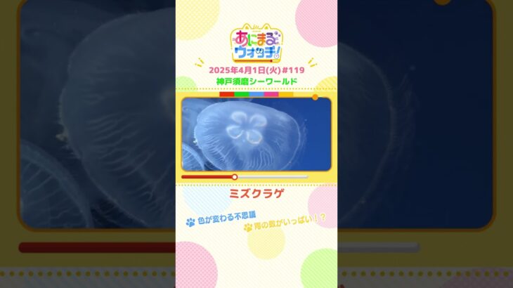 色が変わる不思議１「ミズクラゲ」 兵庫「神戸須磨シーワールド」　#shorts #読売テレビニュース #すまたん ＃あにまるウォッチ #動物
