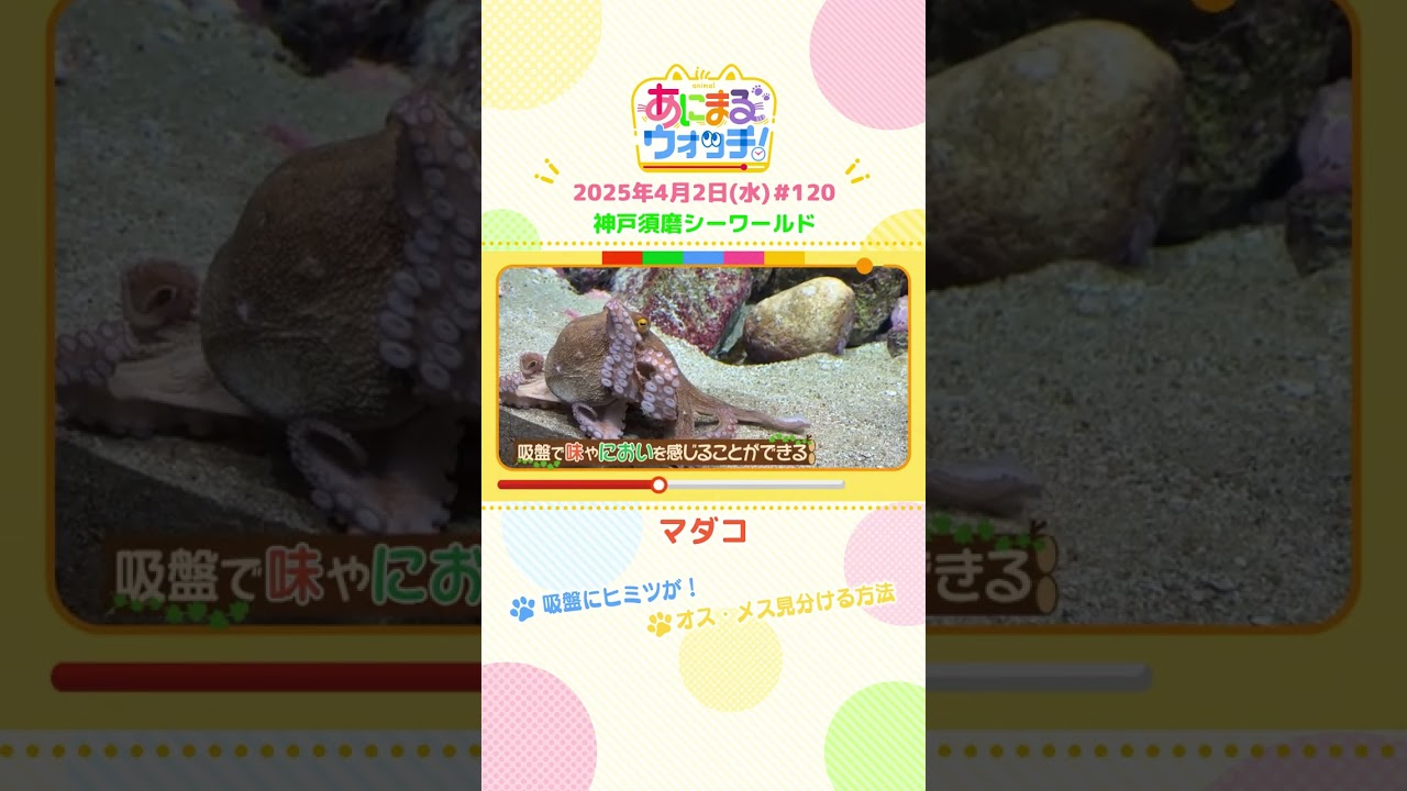 オス・メス見分ける方法！「マダコ」兵庫「神戸須磨シーワールド」　#shorts #読売テレビニュース #すまたん ＃あにまるウォッチ #動物