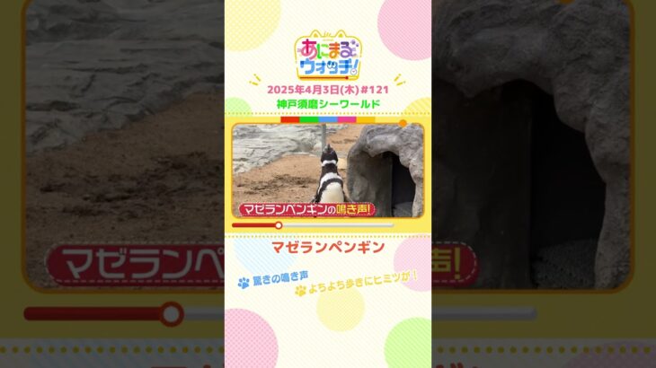よちよち歩きにヒミツが！？「マゼランペンギン」 兵庫「神戸須磨シーワールド」　#shorts #読売テレビニュース #すまたん ＃あにまるウォッチ #動物