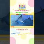 優雅に“舞う”「マダラトビエイ」兵庫「神戸須磨シーワールド」　#shorts #読売テレビニュース #すまたん ＃あにまるウォッチ #動物