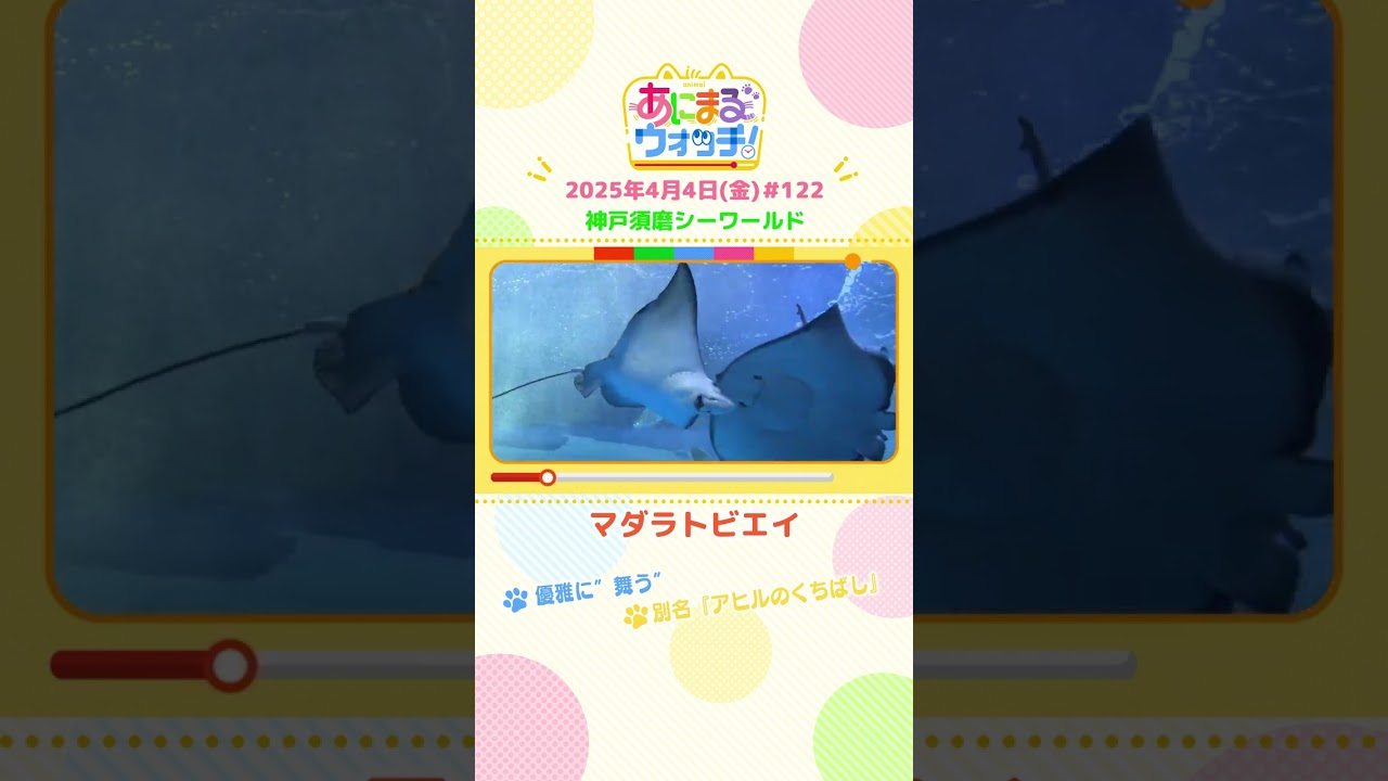 優雅に“舞う”「マダラトビエイ」兵庫「神戸須磨シーワールド」　#shorts #読売テレビニュース #すまたん ＃あにまるウォッチ #動物