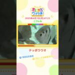 特技は水鉄砲！「テッポウウオ」 大阪・吹田市「ニフレル」　#shorts #読売テレビニュース #すまたん ＃あにまるウォッチ #動物