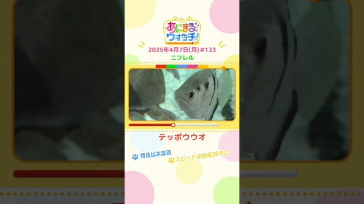 特技は水鉄砲！「テッポウウオ」 大阪・吹田市「ニフレル」　#shorts #読売テレビニュース #すまたん ＃あにまるウォッチ #動物
