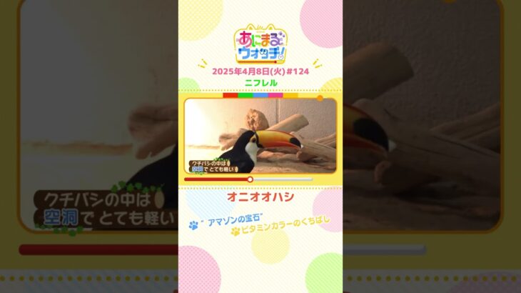 ”アマゾンの宝石”「オニオオハシ」　大阪・吹田市「ニフレル」　#shorts #読売テレビニュース #すまたん ＃あにまるウォッチ #動物