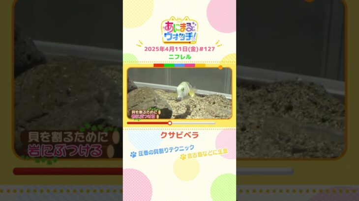 圧巻の貝割りテクニック！「クサビベラ」 大阪・吹田市「ニフレル」　#shorts #読売テレビニュース #すまたん ＃あにまるウォッチ #動物