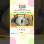 世界一毛が多い動物！「チンチラ」 滋賀・甲賀市「めっちゃおもろい動物園」　#shorts #読売テレビニュース #すまたん ＃あにまるウォッチ #動物