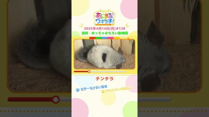 世界一毛が多い動物！「チンチラ」 滋賀・甲賀市「めっちゃおもろい動物園」　#shorts #読売テレビニュース #すまたん ＃あにまるウォッチ #動物
