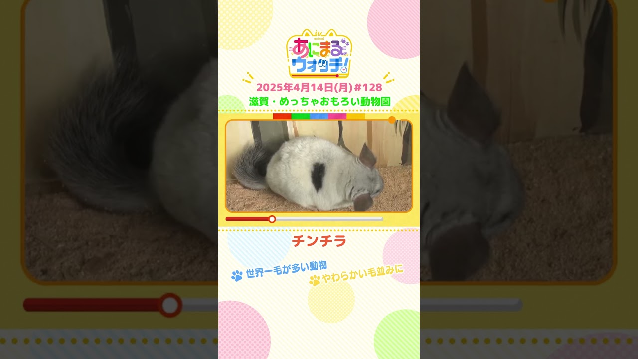 世界一毛が多い動物！「チンチラ」 滋賀・甲賀市「めっちゃおもろい動物園」　#shorts #読売テレビニュース #すまたん ＃あにまるウォッチ #動物