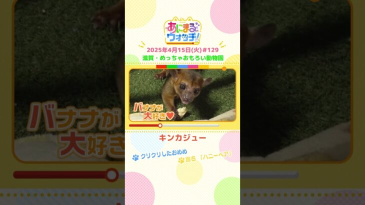 別名『ハニーベア』！「キンカジュー」滋賀・甲賀市「めっちゃおもろい動物園」　#shorts #読売テレビニュース #すまたん ＃あにまるウォッチ #動物