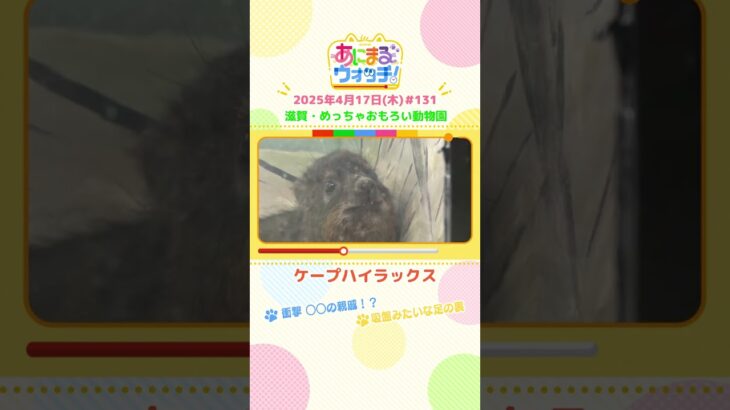 衝撃！〇〇の親戚！？「ケープハイラックス」滋賀・甲賀市「めっちゃおもろい動物園」　#shorts #読売テレビニュース #すまたん ＃あにまるウォッチ #動物