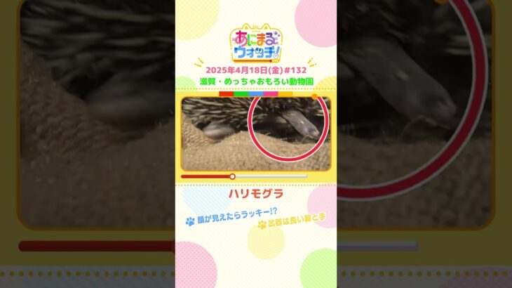 顔が見えたらラッキー！？「ハリモグラ」滋賀・甲賀市「めっちゃおもろい動物園」　#shorts #読売テレビニュース #すまたん ＃あにまるウォッチ #動物