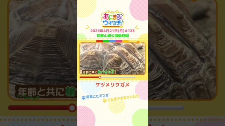 甲羅にヒミツが！「ケヅメリクガメ」 和歌山「和歌山城公園動物園」　#shorts #読売テレビニュース #すまたん ＃あにまるウォッチ #動物