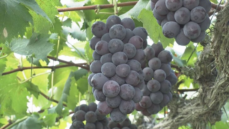 農薬を抑えた「豊岡ぶどう」 収穫が最盛期約１５０トン出荷見込み