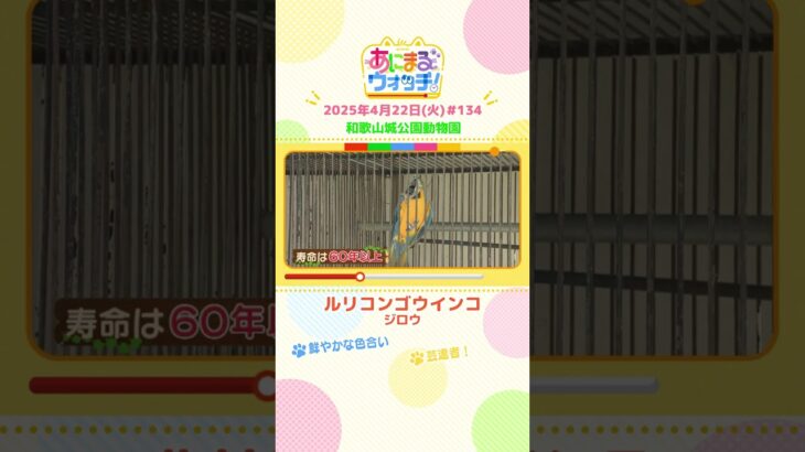 芸達者！「ルリコンゴウインコ」 和歌山「和歌山城公園動物園」　#shorts #読売テレビニュース #すまたん #あにまるウォッチ #動物