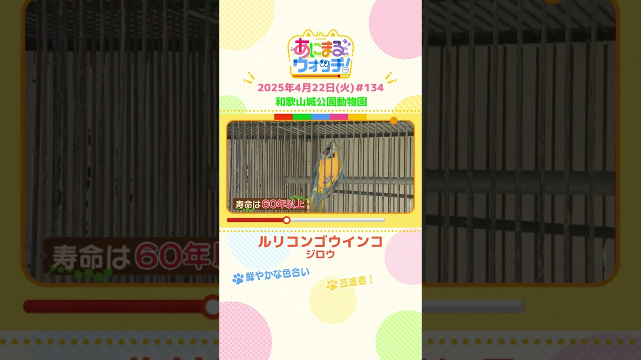 芸達者！「ルリコンゴウインコ」 和歌山「和歌山城公園動物園」　#shorts #読売テレビニュース #すまたん #あにまるウォッチ #動物