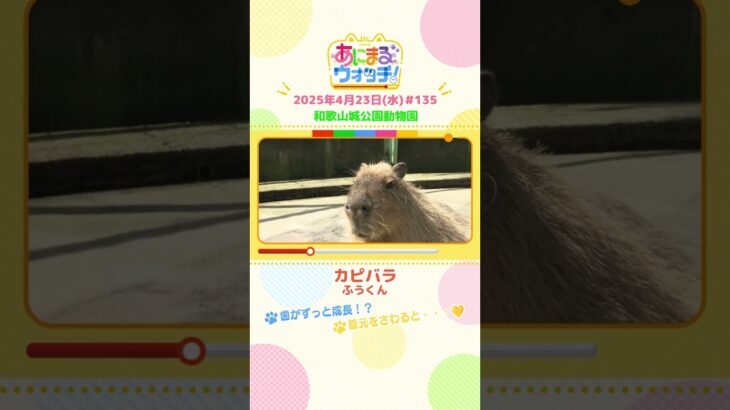歯がずっと成長！？「カピバラ」 和歌山「和歌山城公園動物園」　#shorts #読売テレビニュース #すまたん ＃あにまるウォッチ #動物