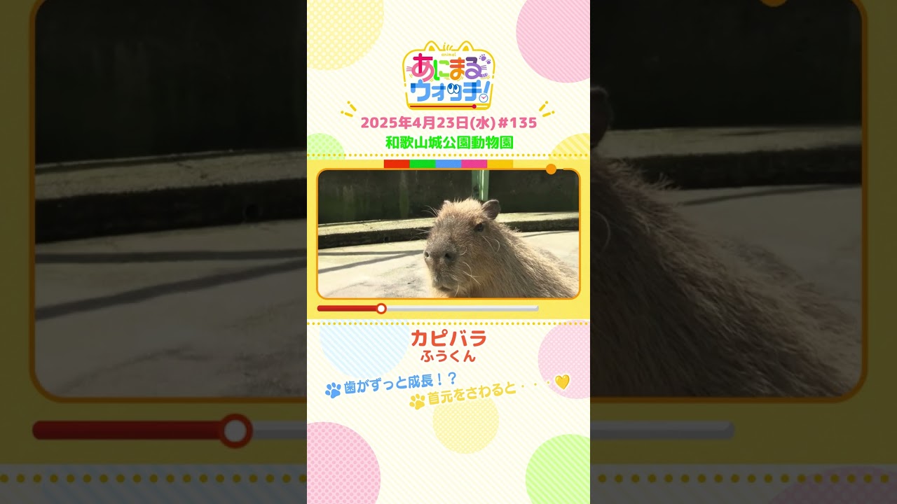歯がずっと成長！？「カピバラ」 和歌山「和歌山城公園動物園」　#shorts #読売テレビニュース #すまたん ＃あにまるウォッチ #動物