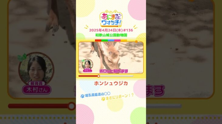 哺乳類最速の○○！「ホンシュウジカ」 和歌山「和歌山城公園動物園」　#shorts #読売テレビニュース #すまたん ＃あにまるウォッチ #動物