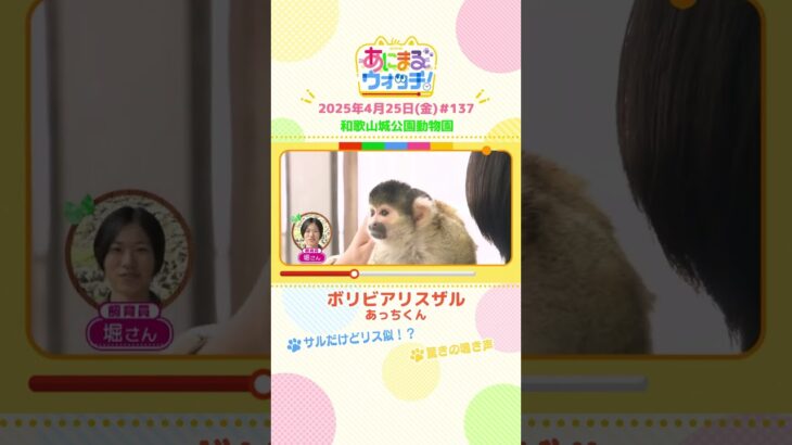 サルだけどリス似！？「ボリビアリスザル」 和歌山「和歌山城公園動物園」　#shorts #読売テレビニュース #すまたん ＃あにまるウォッチ #動物
