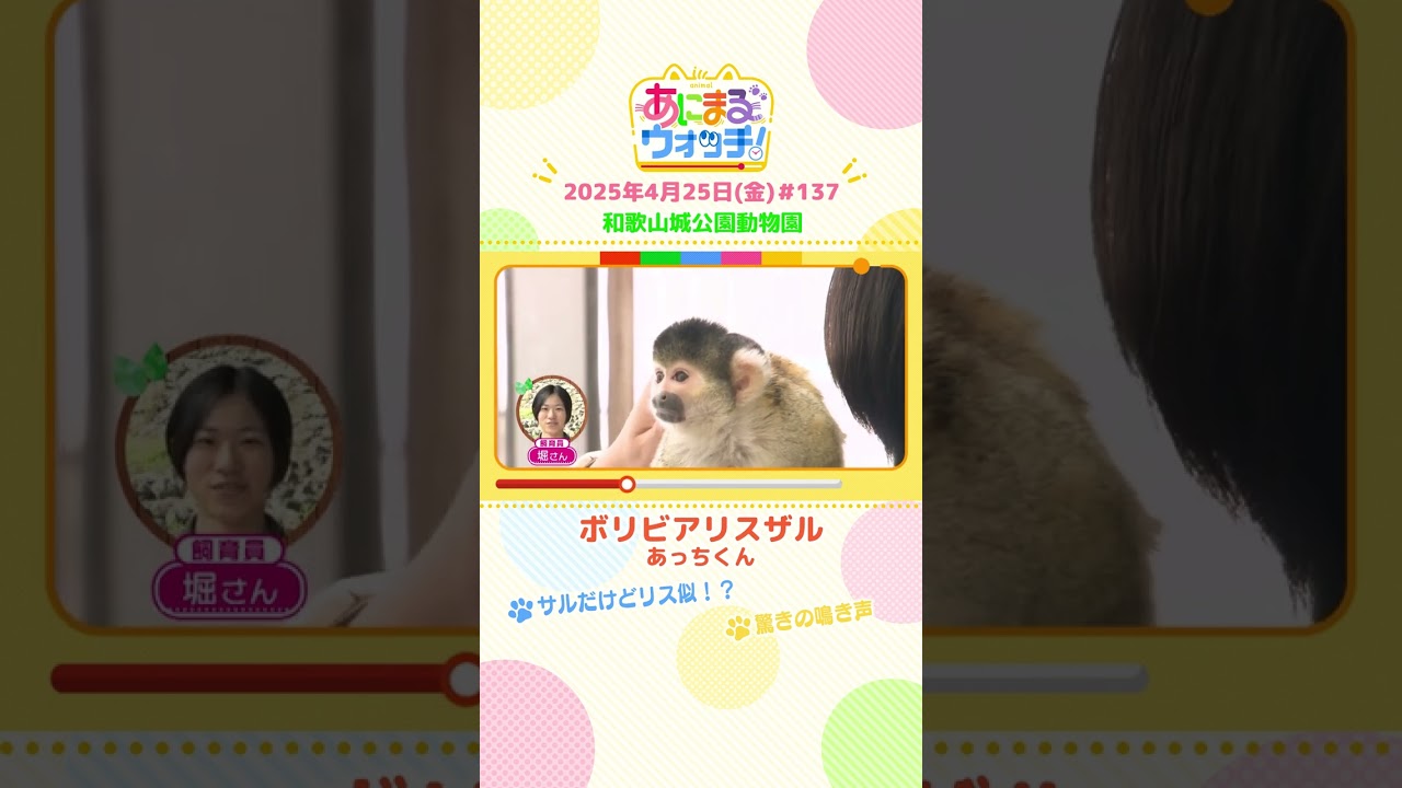 サルだけどリス似！？「ボリビアリスザル」 和歌山「和歌山城公園動物園」　#shorts #読売テレビニュース #すまたん ＃あにまるウォッチ #動物