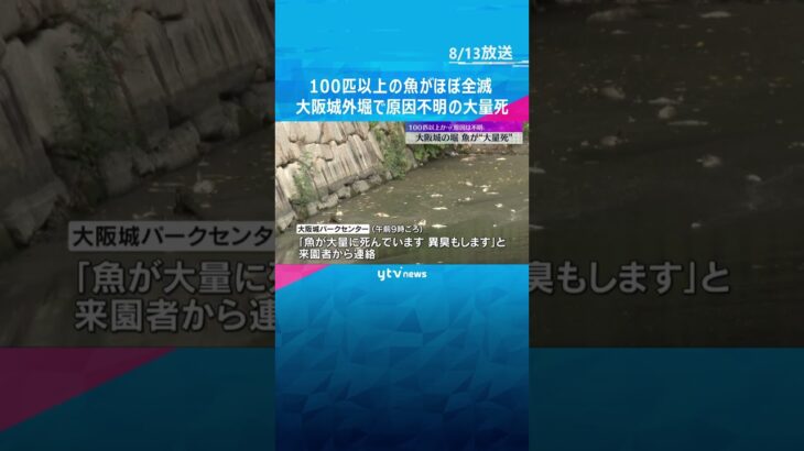 大阪城の外堀で魚が原因不明の大量死「水温が高い時期の悪天候で、酸欠になった可能性」100匹以上か