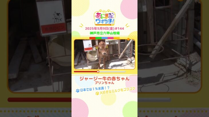 日本では1％未満！？「ジャージー牛の赤ちゃん」 兵庫「神戸市立六甲山牧場」　#shorts #読売テレビニュース #すまたん #あにまるウォッチ #動物