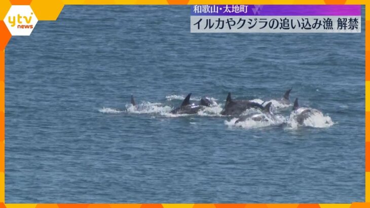 イルカやクジラの「追い込み漁」解禁　約10頭のハナゴンドウを捕獲　和歌山・太地町