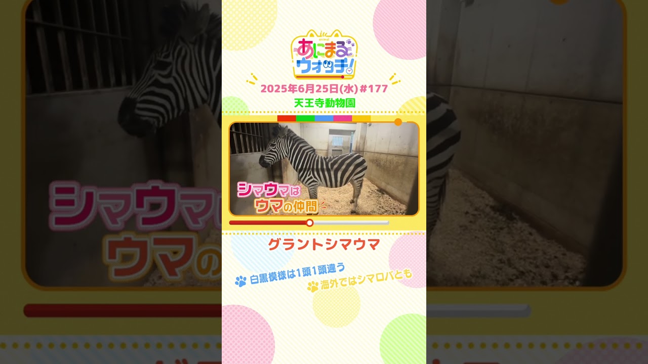 白黒模様は1頭1頭違う！「グラントシマウマ」 大阪「天王寺動物園」　#shorts #読売テレビニュース #すまたん #あにまるウォッチ #動物