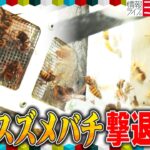 【激撮】駆除歴42年レジェンドハンターVSスズメバチ　猛暑で“狂暴化”決死の駆除作業に密着