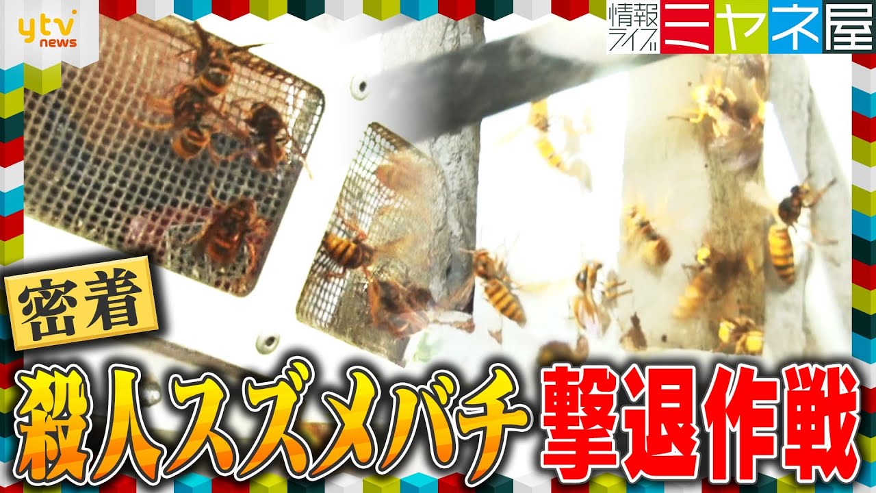 【激撮】駆除歴42年レジェンドハンターVSスズメバチ　猛暑で“狂暴化”決死の駆除作業に密着
