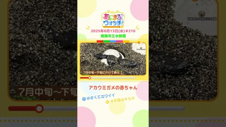 48頭のキセキ！「アカウミガメの赤ちゃん」　兵庫「姫路市立水族館」　#shorts #読売テレビニュース #すまたん #あにまるウォッチ #動物