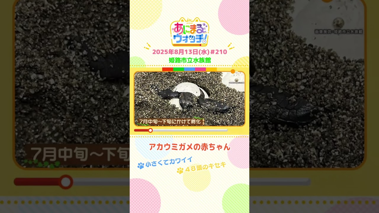 48頭のキセキ！「アカウミガメの赤ちゃん」　兵庫「姫路市立水族館」　#shorts #読売テレビニュース #すまたん #あにまるウォッチ #動物