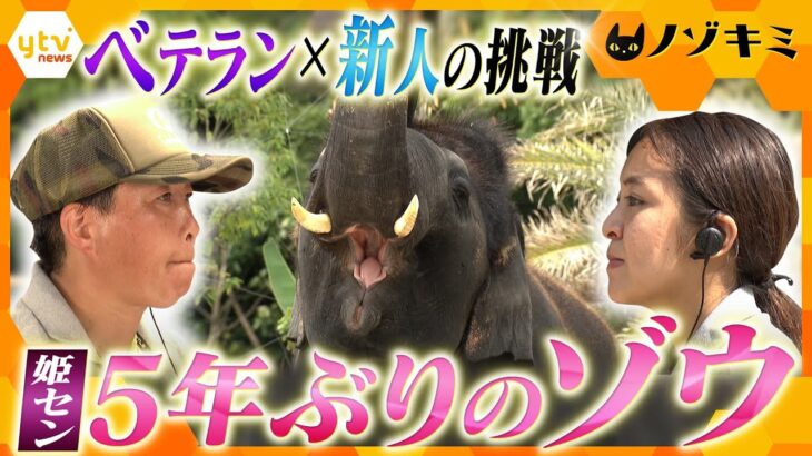 【ノゾキミ】姫路セントラルパークに5年ぶりのゾウ！ベテラン新人コンビの挑戦【かんさい情報ネット ten.特集/ノゾキミ】