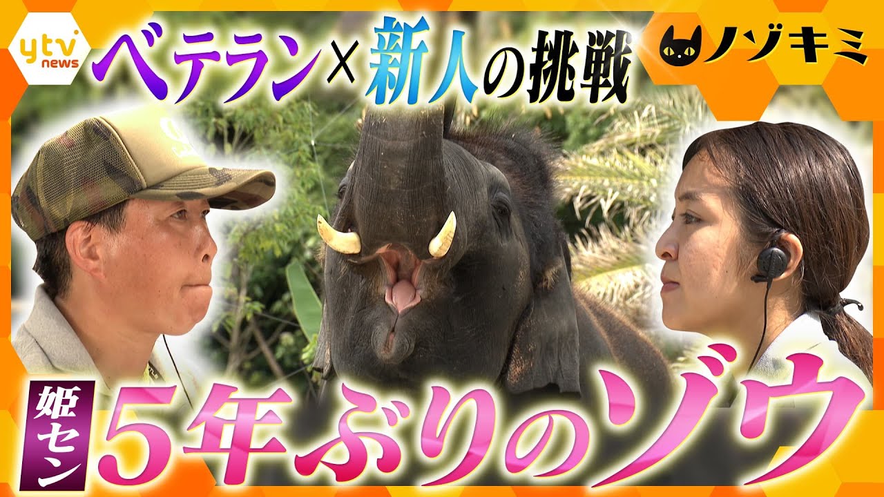 【ノゾキミ】姫路セントラルパークに5年ぶりのゾウ！ベテラン新人コンビの挑戦【かんさい情報ネット ten.特集/ノゾキミ】