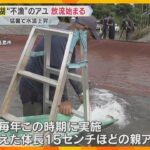 琵琶湖で“不漁”のアユ放流始まる　例年より8トン多い20トン　猛暑で水温上昇、ふ化や成長進まず