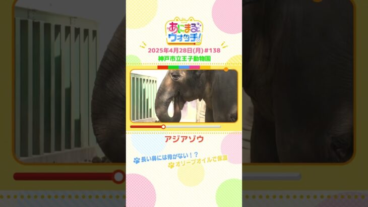 長い鼻には骨がない！？「アジアゾウ」 兵庫「神戸市立王子動物園」　#shorts #読売テレビニュース #すまたん ＃あにまるウォッチ #動物