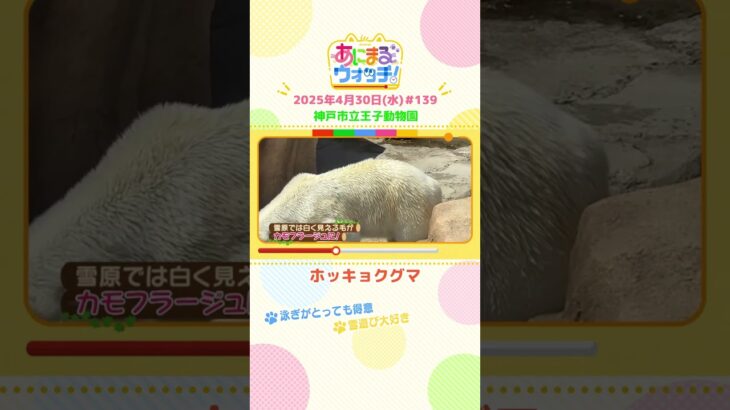 泳ぎがとっても得意！「ホッキョクグマ」 兵庫「神戸市立王子動物園」　#shorts #読売テレビニュース #すまたん #あにまるウォッチ #動物