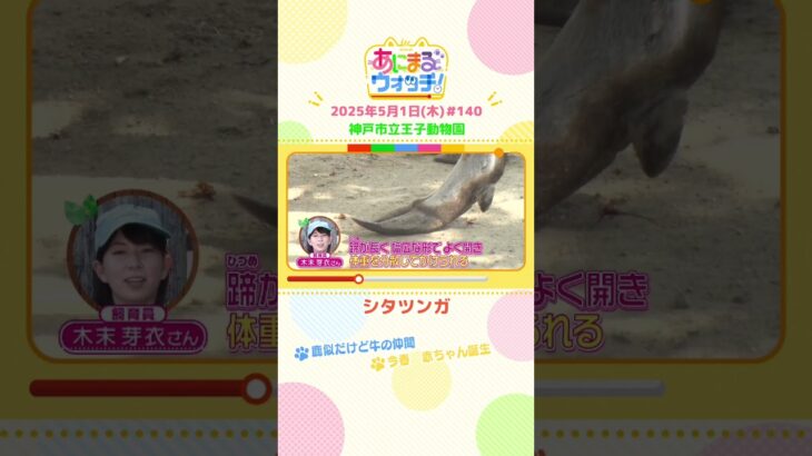 鹿似だけど牛の仲間！「シタツンガ」 兵庫「神戸市立王子動物園」　#shorts #読売テレビニュース #すまたん #あにまるウォッチ #動物